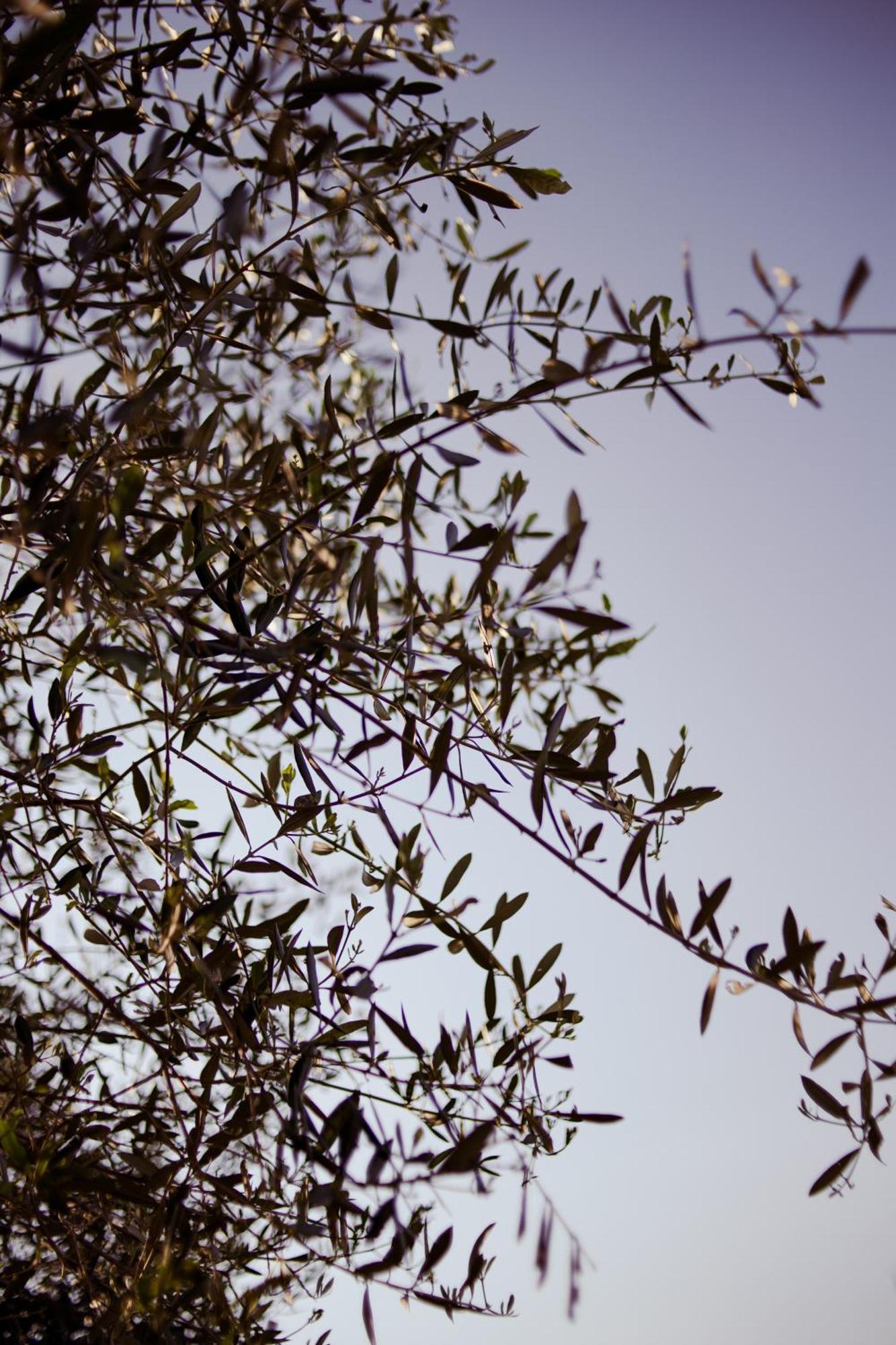 Trevignano Agriturismo Zappare Farm Hotel מראה חיצוני תמונה
